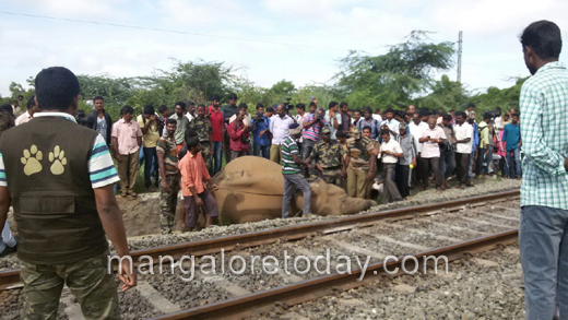 elephant  died  3